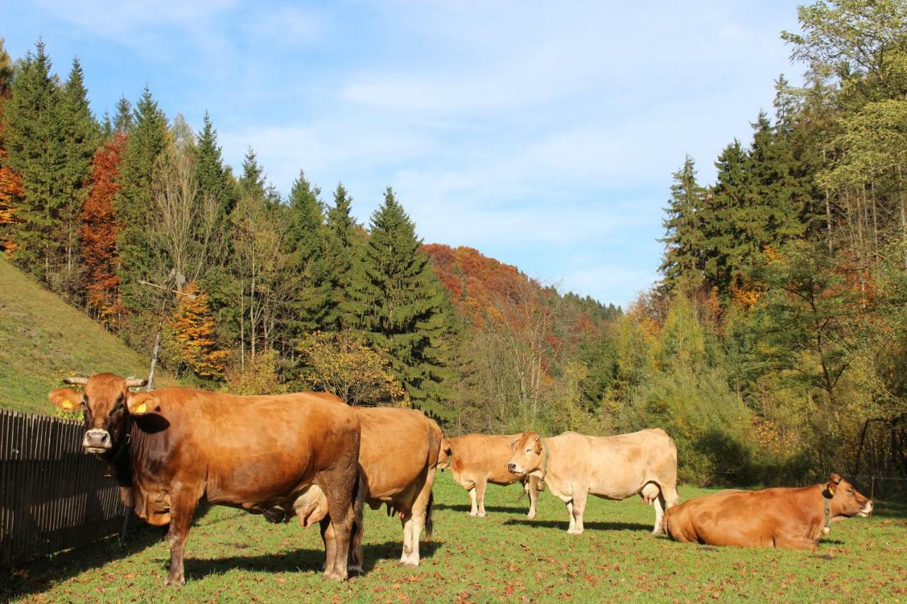 Urlaub Mitten Im Wald - Lueg Scheibbs Luaran gambar