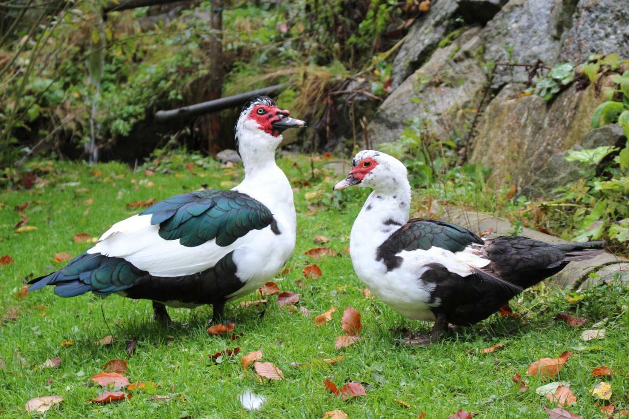 Urlaub Mitten Im Wald - Lueg Scheibbs Luaran gambar
